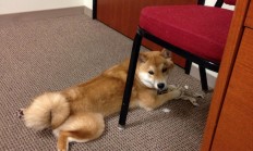 开云体育官方网站-绿茵与硬木的交响，当意甲焦点战遇上广厦鏖战湖人